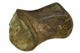 Rare, Valdosaurus? Toe Bone - Isle of Wight, England #123527-3